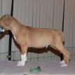 8 weeks old