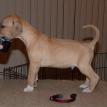 4 weeks old