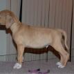 8 weeks old
