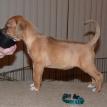 4 weeks old
