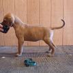5 weeks old