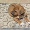 6 weeks old