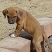 6 weeks old