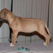 8 weeks old