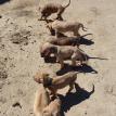 4 weeks