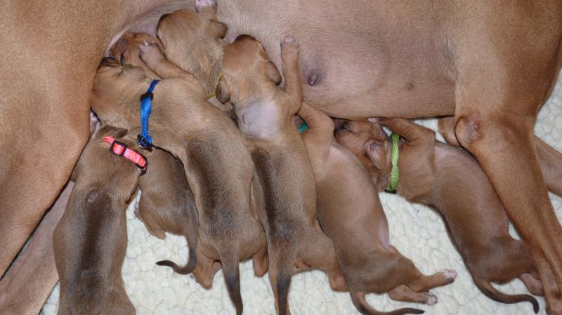 First days - Petey x Riley pups