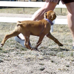 8 weeks old