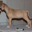 8 weeks old