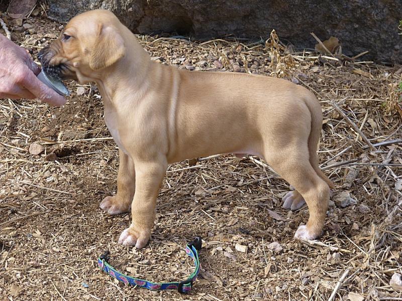 blue boy, 4 wks