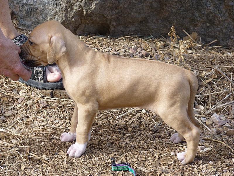 Lime girl, 4 wks