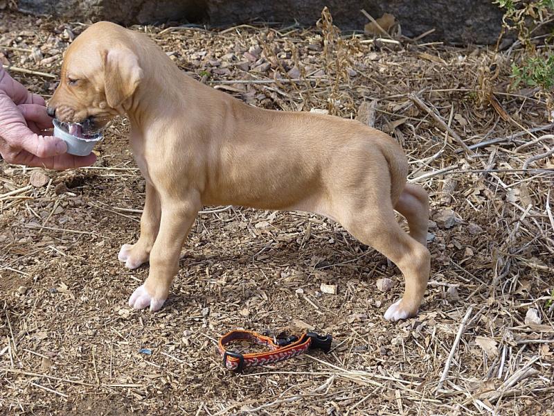Orange girl, 4 wks