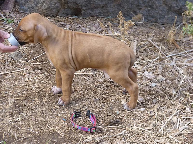 Pink girl,4 wks