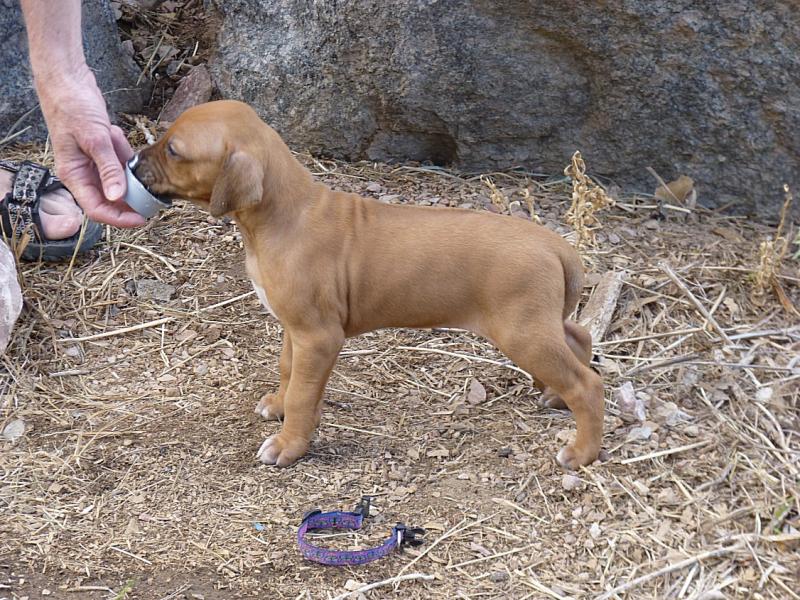 Purple girl, 4 wks