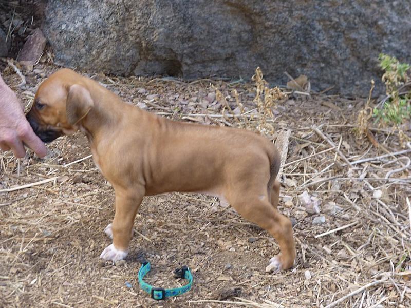 Turquoise girl, 4 wks