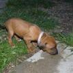 3 1/2 weeks old