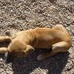 10 weeks old