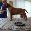 4 weeks old