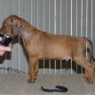 5 1/2 weeks old