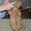 5 1/2 weeks old