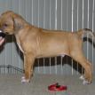5 1/2 weeks old