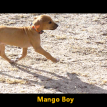 mango, 6 wks