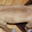 5 1/2 weeks old