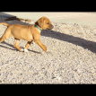 6 weeks old