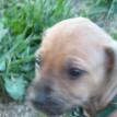 3 1/2 weeks old
