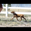 10 weeks old