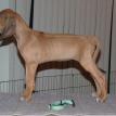 9 1/2 weeks old