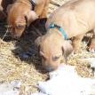 4 weeks old