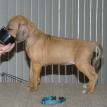 5 1/2 weeks old