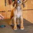 6 1/2 weeks old