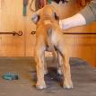 6 1/2 weeks old