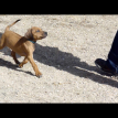 6 weeks old